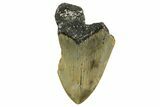 Partial, Fossil Megalodon Tooth - North Carolina #361734-1